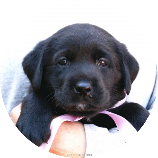 英国ラブラドールの子犬(A child of エルダー & ) 英国ラブラドールの子犬